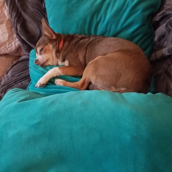 Meet your Posher, Loretta - Picture 1 of 1